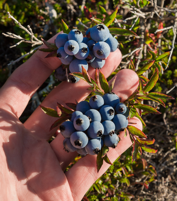 Blueberry Picking on the North Shore